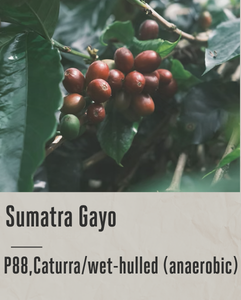 SUMATRA GAYO