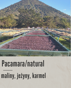 kawa speciality(48).png
