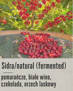 kawa speciality(52).png